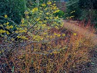 Parterre d'hiver avec Hamamelis x intermedia 'Pallida' - Hamamélis 'Pallida', Cornus - Cornouiller et conifères à Old Vicarage Garden, East Ruston, Norfolk, Royaume-Uni.