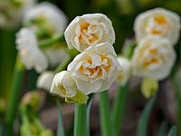 Narcisse 'Bridal Crown' fleurs en pot à vendre dans une pépinière de jardin