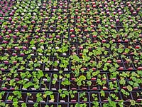 Pelargonium - Plantes en bouchon de géranium sous verre en pépinière de jardin.