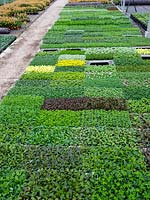 Jardin nursury bouchons de semis y compris Petuna impatiens Argyranthemum diascia barberae prêts à être empotés au printemps pour les annuelles d'été