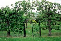 Pyrus - Poire - vieux arbres formés de chaque côté d'une porte métallique