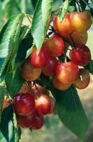 Prunus cerasus - Cerise