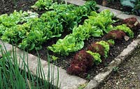 Petite bordure végétale bordée de béton rempli de différents types de Lactuca sativa - Laitue