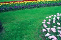 Sentier d'herbe avec parterres de tulipes et de Muscari.