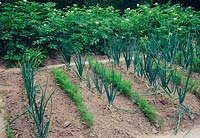 Chemin de légumes planté de rangées d'oignons - Allium cepa et carottes - Daucus carotta