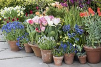Pots de bulbes de printemps à Great Dixter en avril, y compris des tulipes, des narcisses, des fritillaires et des muscari