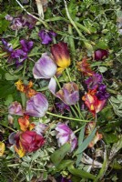 Tulipes finies sur un tas de compost après la pluie