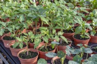 Semis de tomates jeunes plants en mai