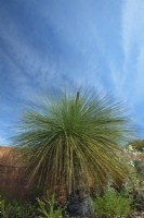 Xanthorrhoea johnsonii Johnson's grasstree