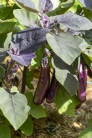 Solanum melongena 'Petits doigts'