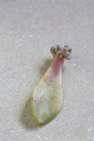 Graptopetalum paraguayense Plante fantôme plantule enracinée