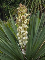 Yucca gloriosa en fleur Juin Norfolk