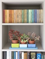 Étagères d'intérieur de maison avec plante d'intérieur Fittonia verschaffeltii (plantes nerveuses) et livres de référence, y compris la série Observer