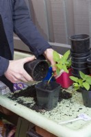 Rempotage des boutures de Salvia dans des pots individuels