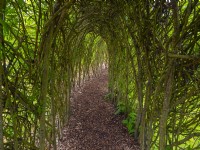 Tunnel de saule vivant fait de Salix entrant en feuille Norfolk May