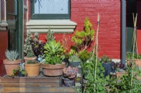 Terrasse en bois ensoleillée avec collection de plantes en pot