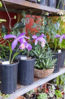 Pleione - Windowsill Orchid - à côté d'un pot de plantes succulentes, une partie de l'affichage sur des étagères en métal