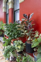 Collection de plantes en pots tendres contre le gel contre un mur de maison abrité