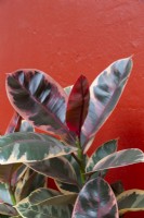Ficus elastica 'Rubis Rouge'