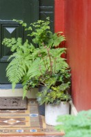 Plantes à feuillage en pot à côté de la porte d'entrée