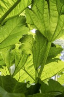 Gunnera tinctoria - Sous les feuilles de rhubarbe chilienne en été