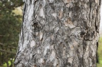 Yeux sur Pinus nigra var. Laricio - tronc d'arbre de pin corse formé à partir de la croissance des callosités autour du bord des plaies où les branches ont été sciées, Québec, Canada