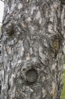 Visage sur Pinus nigra var. Laricio - tronc d'arbre de pin corse formé à partir de la croissance des callosités autour du bord des plaies où les branches ont été sciées, Québec, Canada