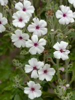 Geranium madarense alba Norfolk mai