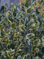 Ilex aquifolium 'Ferox Argentea' Mi-avril Norfolk