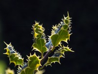 Ilex aquifolium 'Ferox Argentea' Mi-avril Norfolk