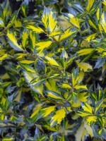 Ilex aquifolium 'Myrtifolia Aurea Maculata' mi-avril Norfolk