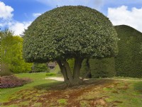 Holm Oak Quercus ilex clippé en forme de globe mi-avril Norfolk