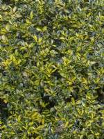 Ilex aquifolium 'Myrtifolia Aurea Maculata' mi-avril Norfolk