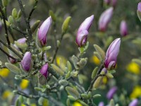 Magnolia 'George Henry Kern' floraison au printemps Norfolk