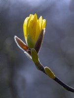 Magnolia ' Lanterne jaune ' April Norfolk