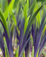 Iris x robusta 'Dark Aura' feuilles émergentes mi-avril Norfolk