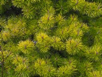 Pinus contorta 'Frisian Gold' mi-avril Norfolk