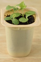 Melothria scabra Cucamelon Souris melon Les semis cultivés dans un pot de yaourt en plastique Avril