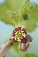 Ribes x nidigrolaria Jostaberry Flower Croisement hybride d'un cassis et de deux variétés de groseilles avril