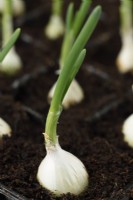 Allium cepa 'Silver Moon' Les ensembles d'oignons ont commencé à pousser dans le bac à cellules en avril
