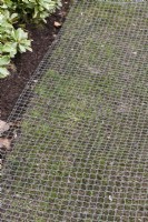 Protéger les graines de graminées nouvellement semées avec un filet - avril