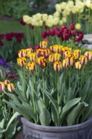 Pot gris de Tulipa 'Helmar' - Avril