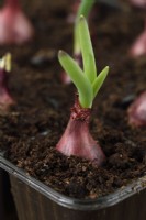 Allium cepa 'Red Barron' Les ensembles d'oignons ont commencé à pousser dans le bac à cellules en avril
