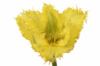 Tulipa 'Yellow Valery' Tulip Fringed Group Avril