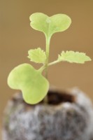 Brassica napus Napobrassica Group 'Helenor' Suédois Semis cultivés dans des granulés de tourbe montrant les feuilles des graines et les premières vraies feuilles Avril
