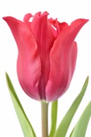 Tulipa 'Pretty Woman' Tulipe Fleur de Lys Groupe Avril