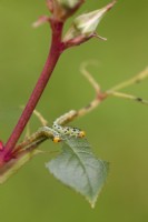 Larves de tenthrède du rosier - Arge ochropus - Manger des feuilles sur un rosier