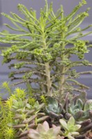 Kalanchoe tubiflora avec Sedum rupestre 'Angelina' et x Graptoveria 'Koala' - Juillet