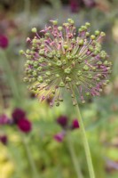 Graines d'Allium 'Purple Sensation' - Juin