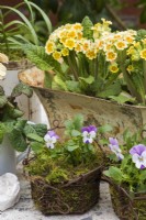 Des altos miniatures blancs et violets plantés dans des paniers à œufs en fil rouillé moussu avec Primula dans un pot en métal derrière